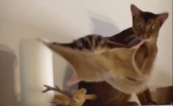 【笑】モモンガが飛ぶ瞬間を目の当たりにし驚愕する猫・・・・