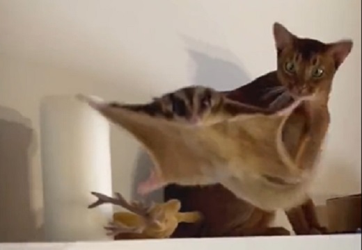 【笑】モモンガが飛ぶ瞬間を目の当たりにし驚愕する猫・・・・