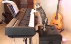 【動画】黙々とピアノを演奏をする猫、視線に気づいて「にゃ！」が可愛いｗｗｗｗ