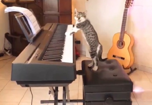 【動画】黙々とピアノを演奏をする猫、視線に気づいて「にゃ！」が可愛いｗｗｗｗ