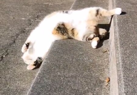 【動画】温かいコンクリート階段を全身で堪能する猫が可愛いｗｗｗｗ