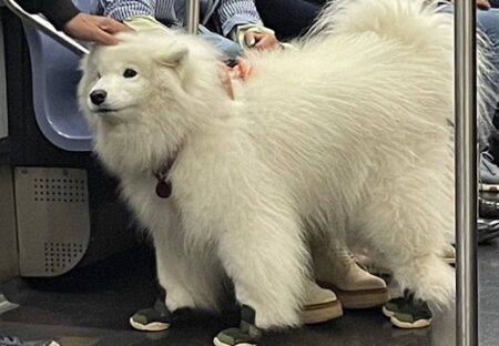 【足！】電車に乗るもっふもふな犬、全てがかわいいｗｗｗｗ