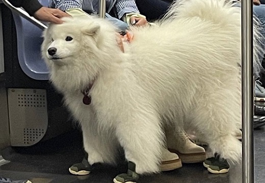 【足！】電車に乗るもっふもふな大型犬、全てがかわいいｗｗｗｗ