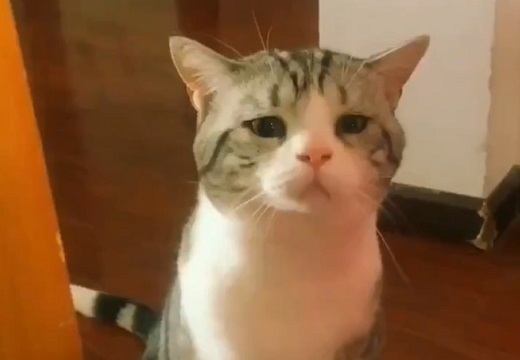 【動画】叱られてしょんぼりしてる猫、愛しすぎる・・・