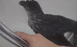 【動画】飼い主といっしょにお風呂に入るカラス！想像以上にかわいいｗｗｗｗ