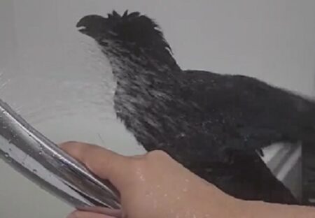 【動画】飼い主といっしょにお風呂に入るカラス！想像以上にかわいいｗｗｗｗ