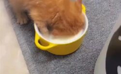 【え！？】ミルクの飲み方が下手すぎる子猫！愛しすぎるｗｗｗｗ