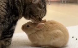【！】ウサギを綺麗にすると猫とされるがままのウサギ、可愛いすぎる