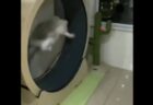 【動画】ゲリラ豪雨と雷！びっくり顔の猫が話題に「ごめん笑っちゃったｗ」