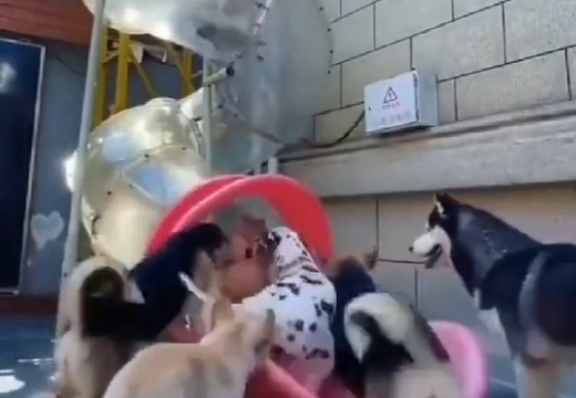 【動画】すべり台を全力で楽しむ犬達！可愛いすぎるｗｗｗｗ