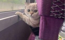【！】前の座席から覗いてくる猫が可愛いすぎるｗｗｗｗ