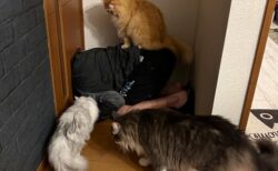 【爆笑】猫ドアの通り方を教えている飼い主さん・・身動きできなくなってしまう