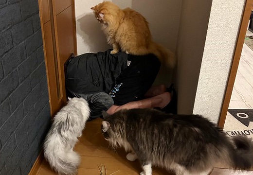 【爆笑】猫ドアの通り方を教えている飼い主さん・・身動きできなくなってしまう