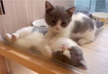 【動画】一生懸命マッサージする子猫とされるがままの子猫、可愛いすぎるｗｗｗｗ