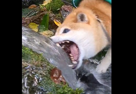 【えｗ】飲む水に立ち向かう柴犬！激しいｗｗｗｗ