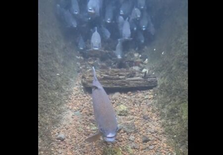 【うわ！】静かな水の中を覗いたら想像以上の大艦隊が！！