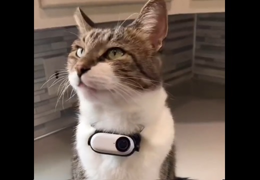 【猫の世界】外出する猫にカメラ付けてみたら・・友達たくさんいてすっごく楽しそう
