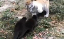 【笑】トラの赤ちゃんに興味津々なカワウソ達と、困惑するトラの赤ちゃん