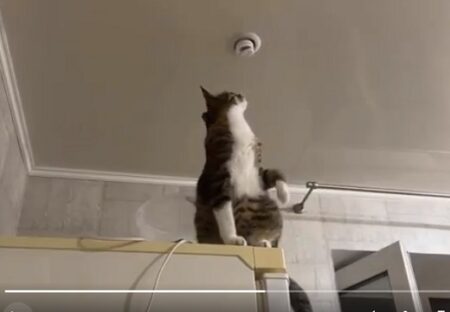 【え！】照明器具の不具合が気になるネコさん。プロの手つきで直してしまう！