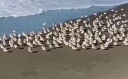 【ｗ】砂浜の餌を食べたい小鳥群団、波と一緒に走り回る