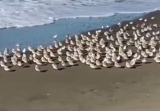 【ｗ】砂浜の餌を食べたい小鳥群団、波と一緒に走り回る
