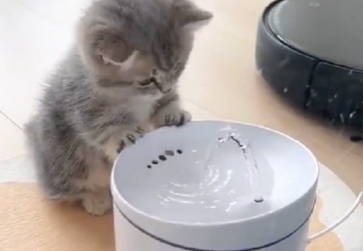 【えっ】はじめて自動給水機を目にした子猫のリアクションｗｗｗｗ