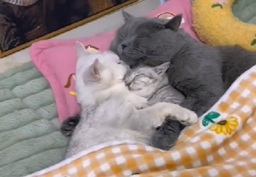 【川の字】しっかり抱き合って眠る3匹のネコ、見てるだけで癒される・・・