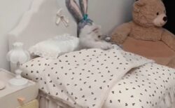 【動画】ひとりで寝る準備をする美人猫、全てがかわいい！！
