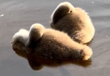 【ふわっふわ】すやすや眠るハクチョウの赤ちゃん、ぬいぐるみ感がすごいｗｗｗｗ