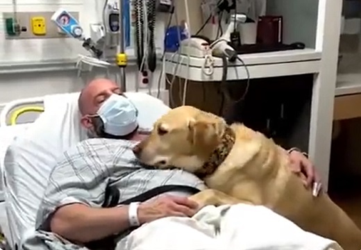 【泣】飼い主の入院にずっと付き添う犬、素敵すぎる・・・