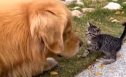 【ひゃー】仲良くなろうとする大型犬と子猫！どちらも仕草が可愛いすぎるｗｗｗｗ
