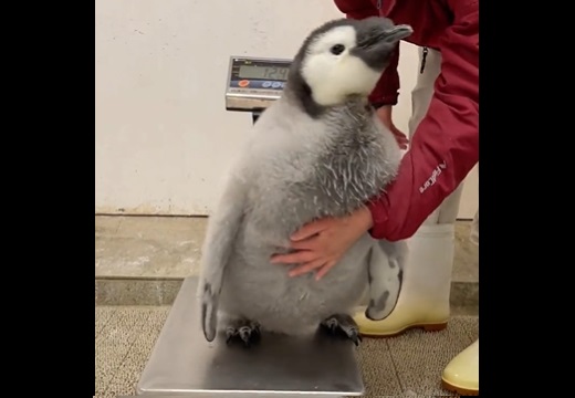 【もっふもふ】じっとして欲しい飼育員 vs 動きたいペンギンの赤ちゃん！可愛いすぎるｗ