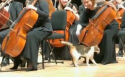 【動画】オーケストラ会場に迷い込んだ猫さん、大人気ｗｗｗｗ