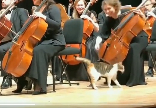 【動画】オーケストラ会場に迷い込んだ猫さん、大人気ｗｗｗｗ