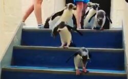 【ぴょん】ペンギン集団、階段を降りてるだけでカワイイｗｗｗｗ