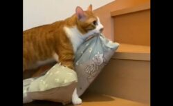 【けなげ】飼い主と一緒に寝るために自分のフトンを運ぶ猫がかわいい・・・