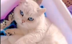 【青】瞳も毛並みもしぐさも全て完璧・・美人すぎる母猫が話題に
