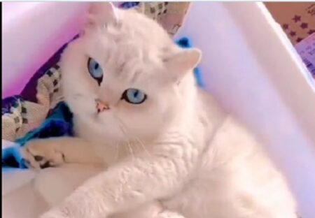【青】瞳も毛並みもしぐさも全て完璧・・美人すぎる母猫が話題に