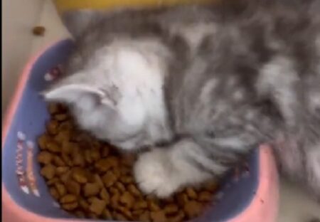 【動画】食べながら寝落ちしちゃう子猫、たまらなくカワイイｗｗｗｗ