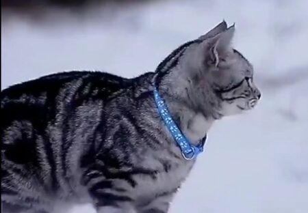 【絶句】青い瞳の猫、歩いてるだけで美しい・・・