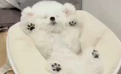 【え！】バンザイの恰好で爆睡してる犬が話題に「今年一番可愛い！」