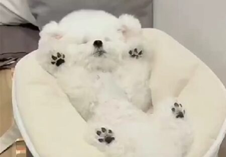 【え！】バンザイの恰好で爆睡してる犬が話題に「今年一番可愛い！」
