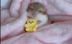 【ひゃー】ぬいぐるみ抱っこして眠るハムスターが可愛いすぎるｗｗｗｗ