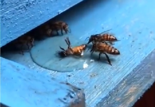 【感動】溺れて困っているハチ、颯爽と登場したハチが救助する