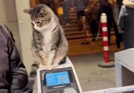 【なぜそこに？】改札機の上から動かない猫が話題にｗ