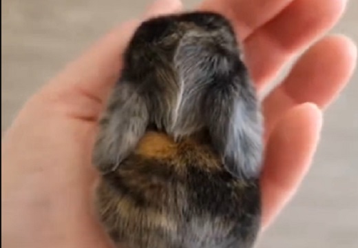 【ちょこん】手のひらサイズのウサギが超絶かわいい！！