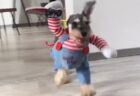 【動画】子猫にわざと負けてあげる大型犬、表情も行動もやさしすぎる・・