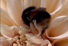 【ひゃー】花の中でぐっすり眠るミツバチの習性が素敵すぎる！