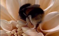 【ひゃー】花の中でぐっすり眠るミツバチの習性が素敵すぎる！