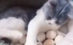 【感動】たくさんの卵を守って温めかえったひなを育てる猫、愛情にあふれてる